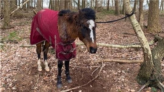 Blutüberströmt durch Stichwunden wurde das Pony gefunden.