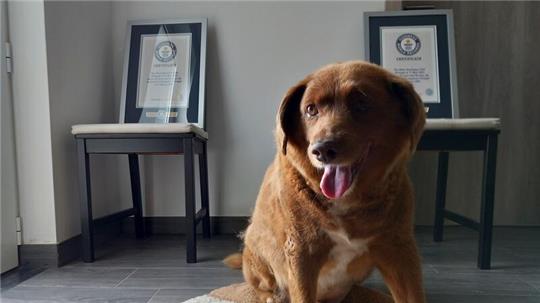 Bobi, ein portugiesischer Hund der Rasse Rafeiro do Alentejo, gilt als „ältestes Hund aller Zeiten“.