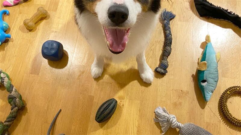 Boder Collies wie Whisky gelten als besonders lerneifrig und gelehrig.