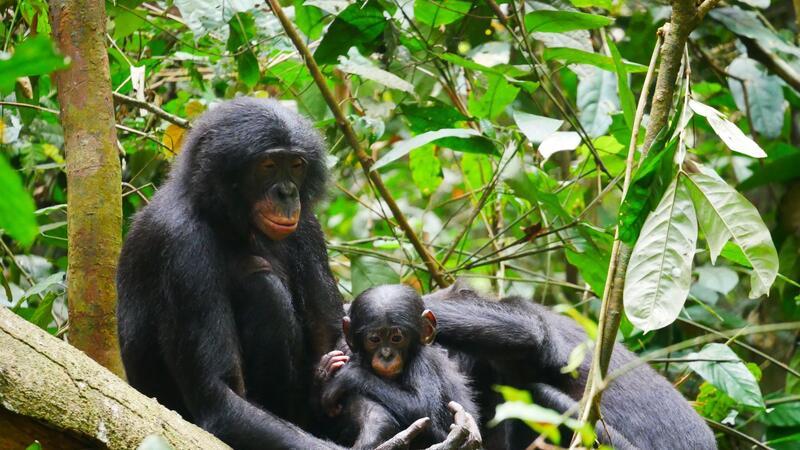 Bonobo-Männchen sind aggressiver als gedacht Bonobos (Pan paniscus) sind die nächsten lebenden Verwandten des Menschen.