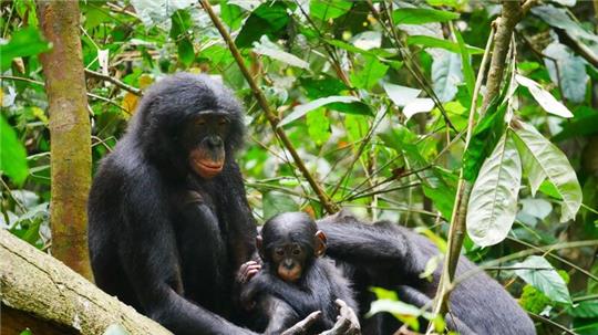 Bonobos (Pan paniscus) sind die nächsten lebenden Verwandten des Menschen.