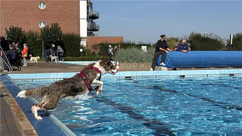 Tierischer Spaß im Freibad: Bruno, Enni und Co. planschen um die Wette Border Collie Kiara war nicht zu bremsen und tobte sich beim Apportieren richtig aus.