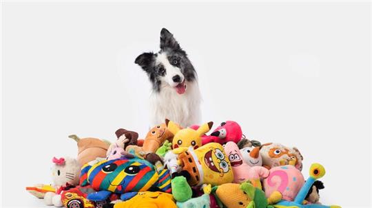 Border Collie Max nahm an einer Studie mit Spielzeug teil. Auch nach zwei Jahren erinnerte er sich noch an die Begriffe.