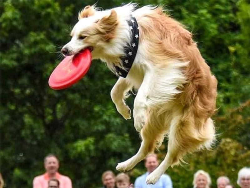 Border Collie Mr. Zoom scheint fliegen zu können. Kurz zuvor ist er vom Rücken seines Frauchens Angela Tederke abgesprungen, um die von ihr zielgenau geworfene Hundefrisbee zu fangen. Foto: Johannes Pietsch