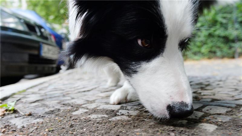 Border Collie Mumpitz schnüffelt sich bei einem Spaziergang durch sein Revier. Nach Einschätzung des Präsidenten der Thüringer Landestierärztekammer sind Giftköder selten ein Grund, weshalb Haustiere behandeln werden müssen.