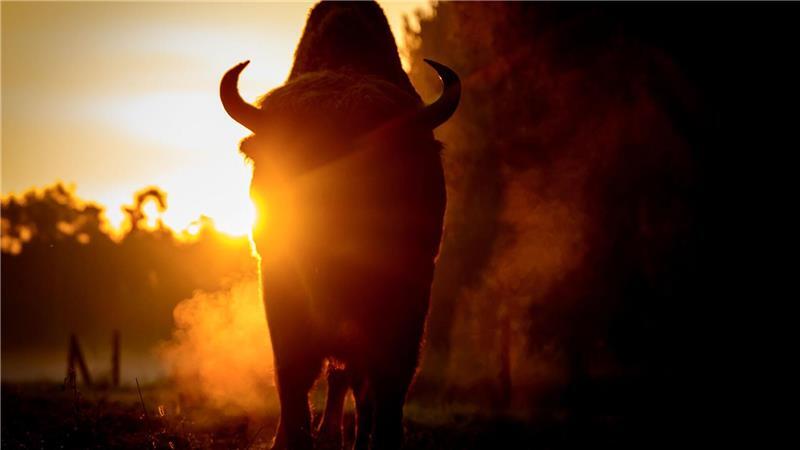 Brandenburg: Morgenstimmung mit Wisent im Wildpark Schorfheide.