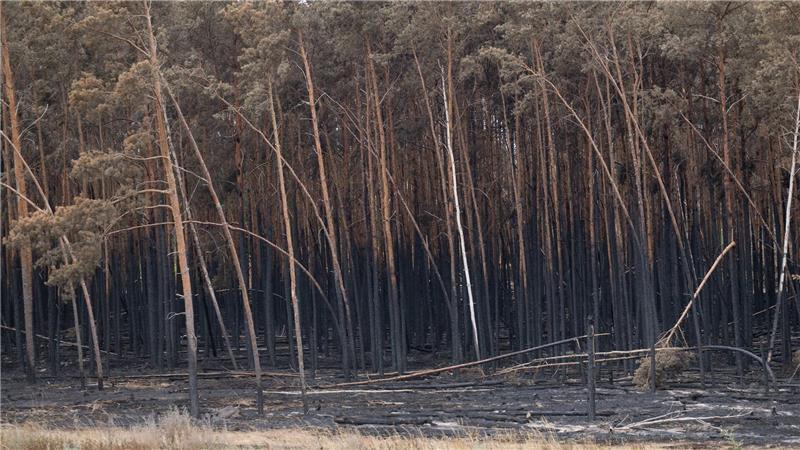 Bilder des Tages Brandschäden des Waldbrandes in der Gohrischheide.