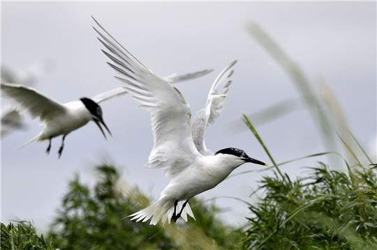 Brandseeschwalben fliegen vor grauem Himmel.