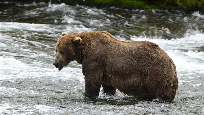 Massiger Sieger: Braunbär „Chunk“ gewinnt „Fat Bear“-Wahl Braunbär 32 „Chunk“ ist im Juli noch deutlich schlanker. (Handout)