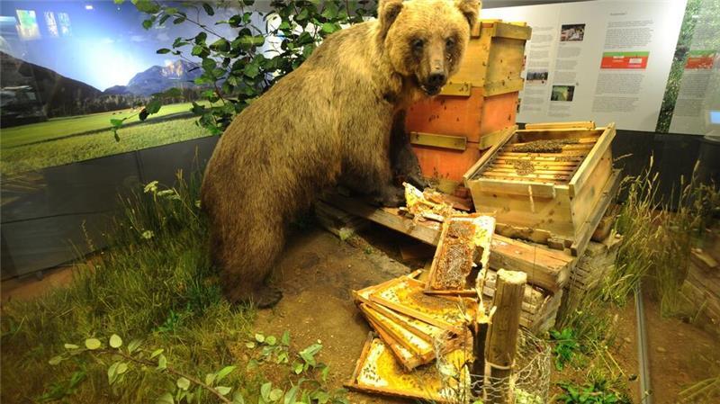 Braunbär Bruno bleibt der Nachwelt ausgestopft als Honigdieb erhalten. (Archivfoto) 
