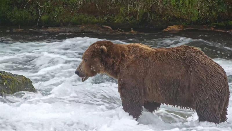 „Fat Bear“-Wettbewerb in Alaska: „Chunk“ wieder im Rennen Braunbär „Chunk“ holte 2025 den Siegertitel.