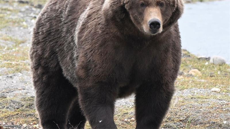 Dicker Sieger: Braunbär „Backpack“ gewinnt „Fat Bear“-Wahl Braunbärin „910“ schaffte es bei der „Fat Bear“-Wahl ins Finale. (Handout)