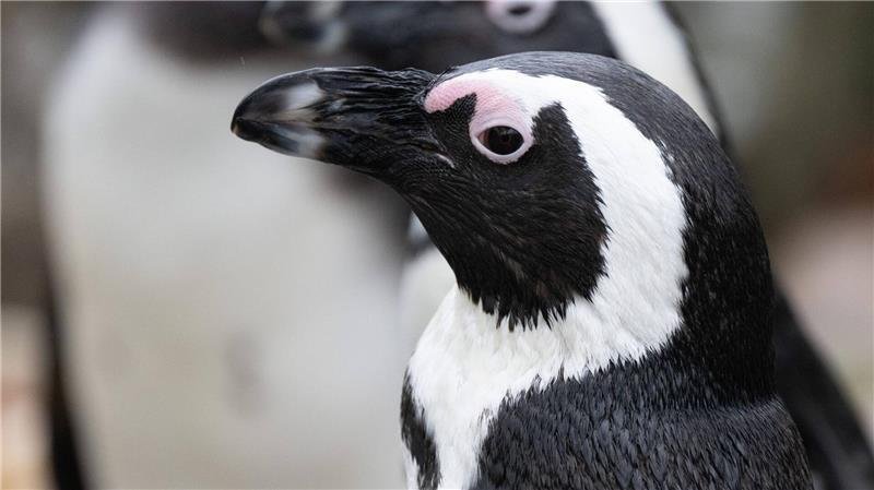 Brillenpinguin (Spheniscus demersus)