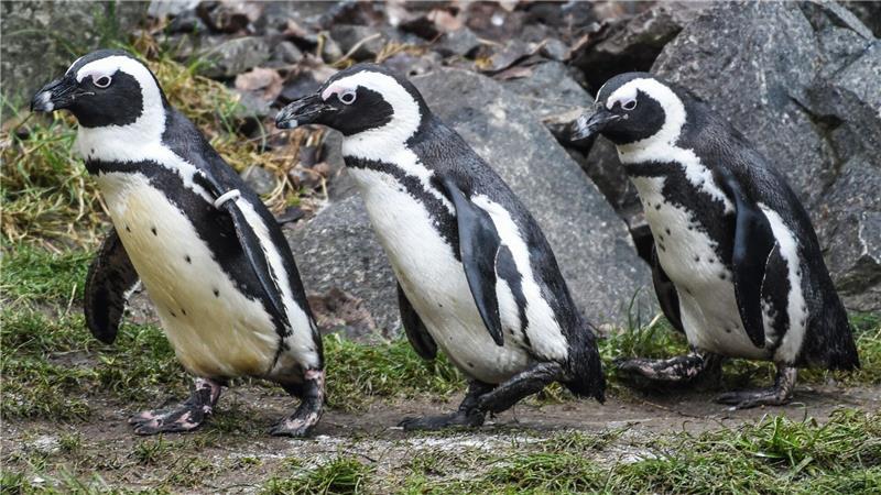 Brillenpinguine im Tierpark Berlin