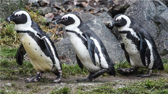 Brillenpinguine im Tierpark Berlin