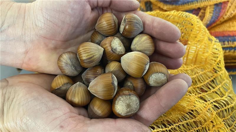 Altländerin ist Pionierin beim Haselnussanbau – Manufaktur eröffnet Britta Schumacher-Stechmann hält einige Haselnüsse in ihrer Manufaktur in Mittelnkirchen in ihren Händen.