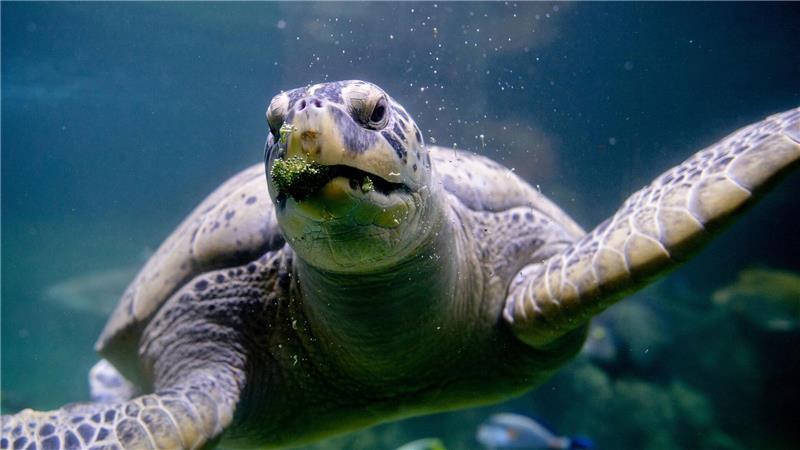 Meeresschildkröte Ernie teilt sich Aquarium-WG mit Haien Brokkoli zählt zur Leibspeise von Meeresschildkröte Ernie im Aquarium Wilhelmshaven.