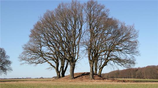 Bronzezeitlicher Grabhügel bei Daudieck.