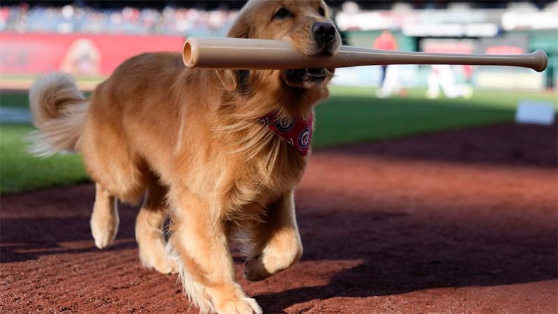 Bruce, der „Bat Dog“, führt vor einem Baseballspiel den zeremoniellen ersten Ballwurf durch.