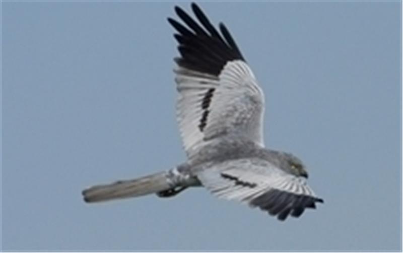 Brütet noch sehr vereinzelt im Kreis Rotenburg: die in Niedersachsen stark gefährdete Wiesenweihe (hier das Männchen). Foto Kuhn