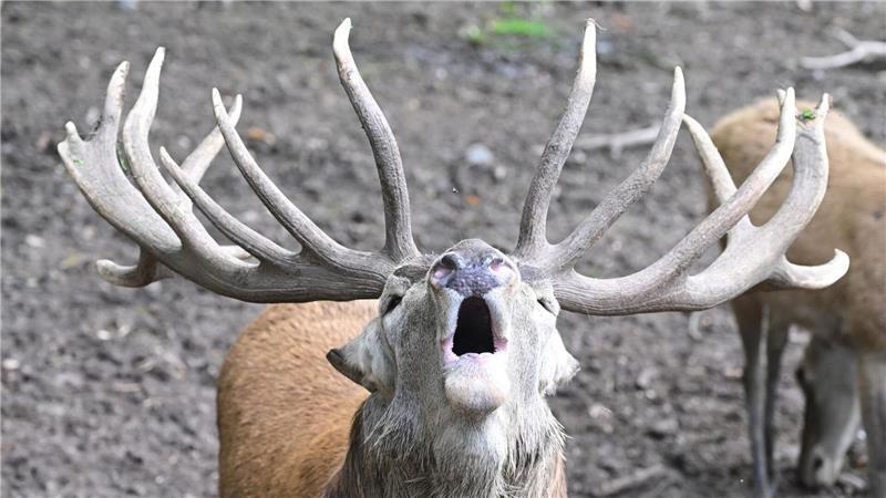 Brunftschrei im Wildparadies Tripsdrill: Hirsch macht auf sich aufmerksam