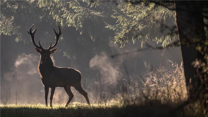 Brunftzeit in Hessen: Hirsch taucht mystisch im Morgennebel auf