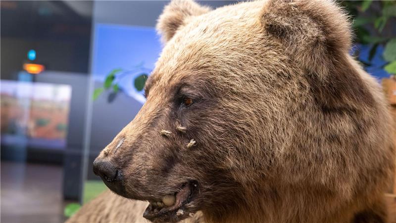 Braunbär Bruno im Museum: Freiheitssymbol und Schaustück Brunos Schicksal gilt als tragisches Beispiel für den Konflikt zwischen Mensch und Wildtier. (Archivbild)