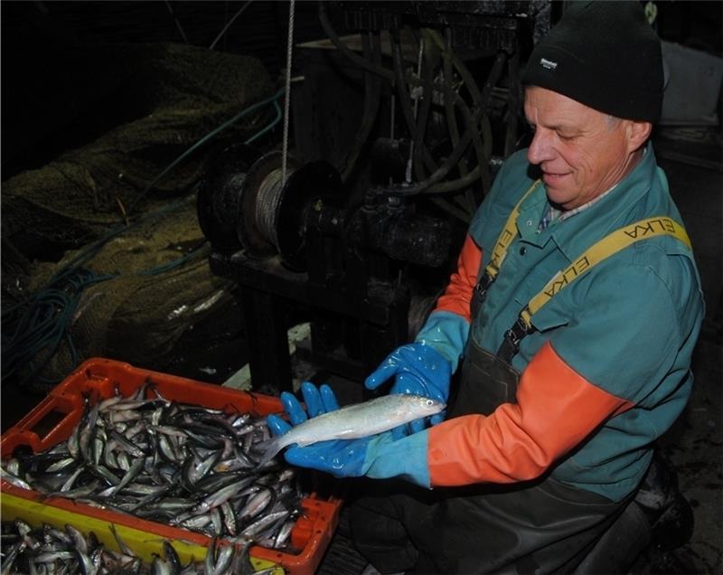 Buckow zeigt einen seltenen Nordsee-Schnäpel , der Fisch geht wenig später wieder „über Bord“.