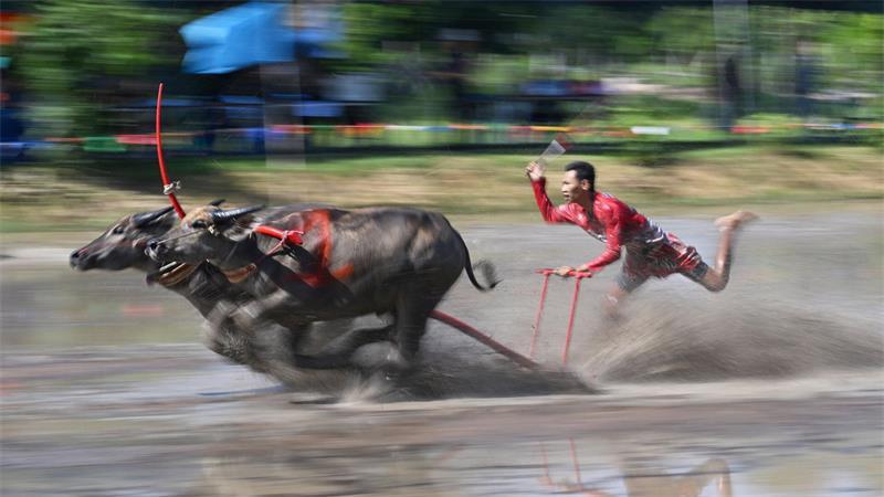 Büffelrennen in Thailand