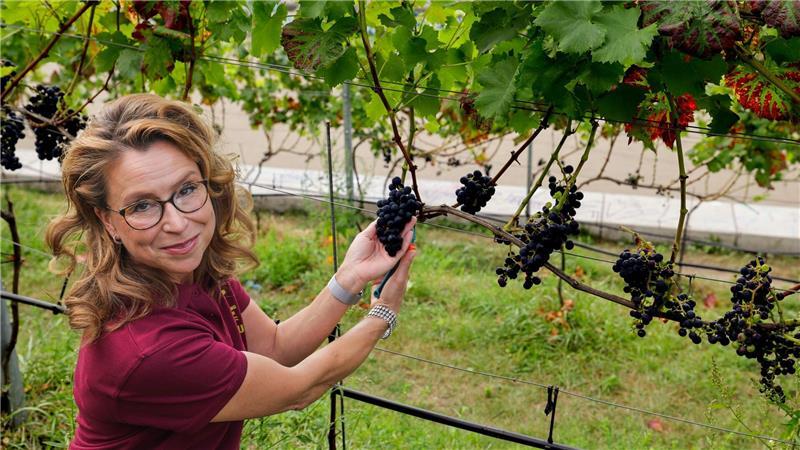 Bürgerschaftspräsidentin Carola Veit (SPD) machte bei der Weinlese mit. 