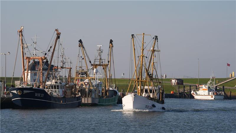 Krabbenfischer nach guten Fängen erleichtert Büsum ist der Hafen mit den meisten Krabbenkuttern in Schleswig-Holstein.