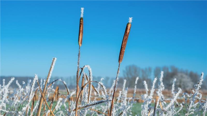 Bullenpesel heißen die Rohrkolben auf Plattdeutsch. Niels Lemkau hat sie im Bild festgehalten.
