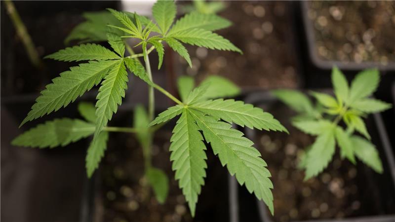Bundesinnenminister Alexander Dobrindt (CSU) hat das von der Ampel-Koalition beschlossene Cannabisgesetz als „Scheißgesetz“ bezeichnet. (Symbolbild)