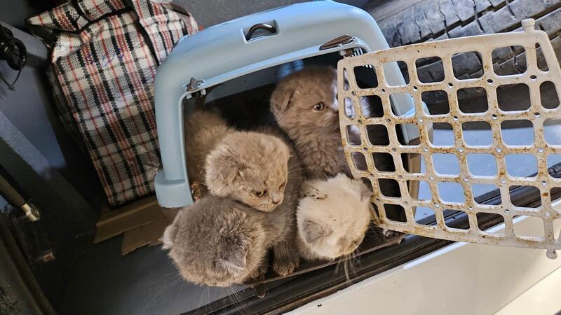 Bundespolizei entdeckt Katzenbabys im Kofferraum Bundespolizisten fanden Katzenbabys dicht gedrängt in Transportboxen im Kofferraum eines Reisebusses.