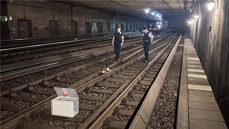 Bundespolizisten versuchen Enten im S-Bahntunnel in den bereitgestellten Käfig zu treiben.