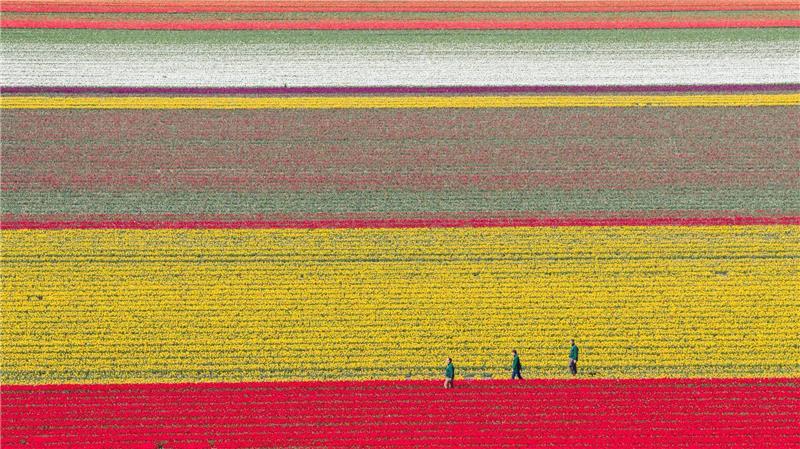 Bunt leuchten Tulpen auf einem Feld im Landkreis Gifhorn.