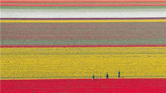 Bunt leuchten Tulpen auf einem Feld im Landkreis Gifhorn.
