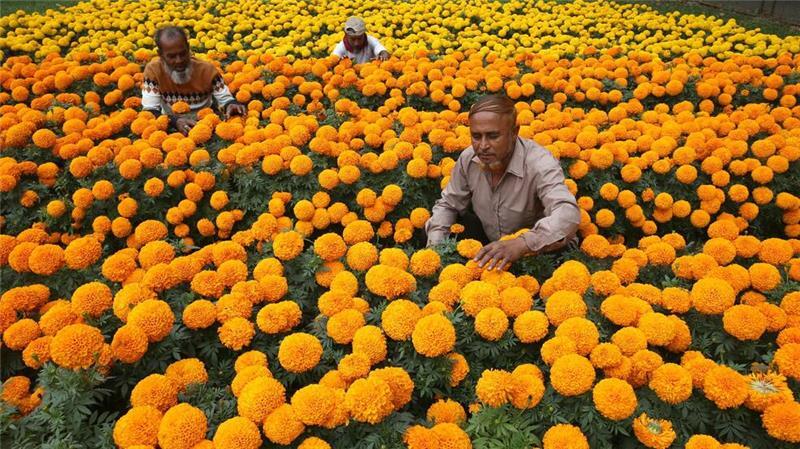 Bunte Pracht: Gärtner beschneiden die Blumen in einem Park in Dhaka in Bangladesch. 