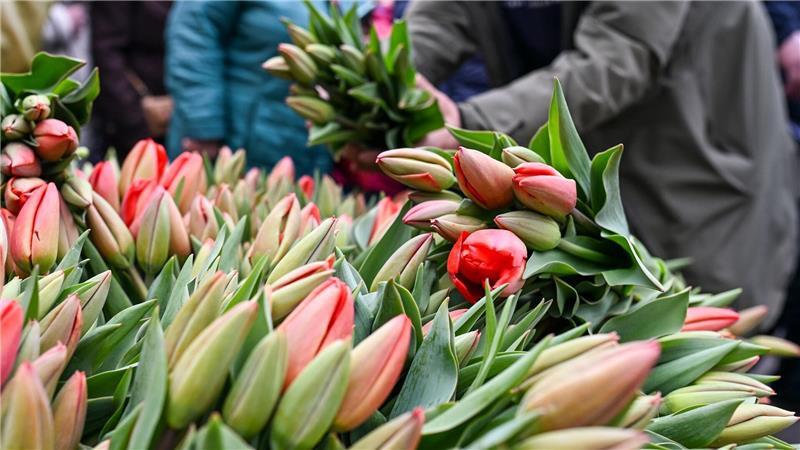 Bunte Tulpensträuße werden auf dem Potsdamer Tulpenfest im Holländischen Viertel verkauft.