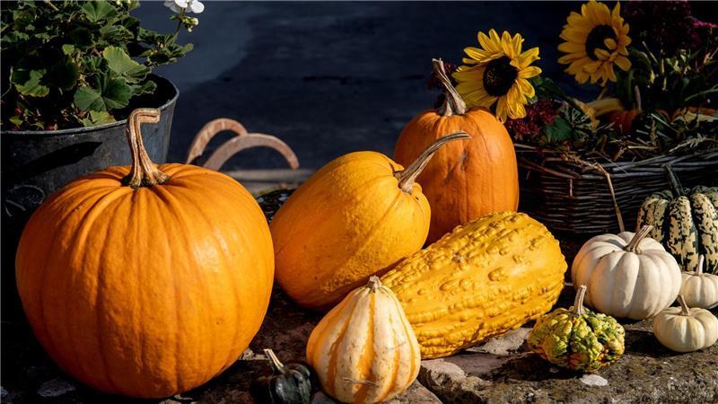 So einfach gelingt eine Herbst-Deko mit Kürbissen Bunter Mix: Unterschiedliche Kürbissorten lassen sich gut zusammen arrangieren.