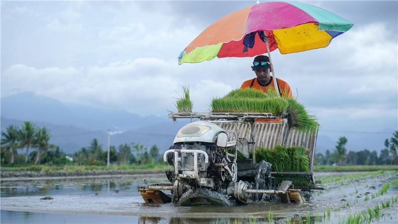 Bunter Sonnenschutz beim Reisanbau in Zentralsulawesi