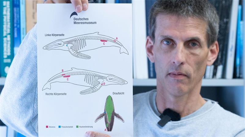 Buckelwal vermutlich an bakterieller Infektion verendet Burkard Baschek, der Direktor des Deutschen Meeresmuseums in Stralsund.