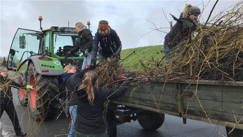 Buschholen am Elbdeich-West.
