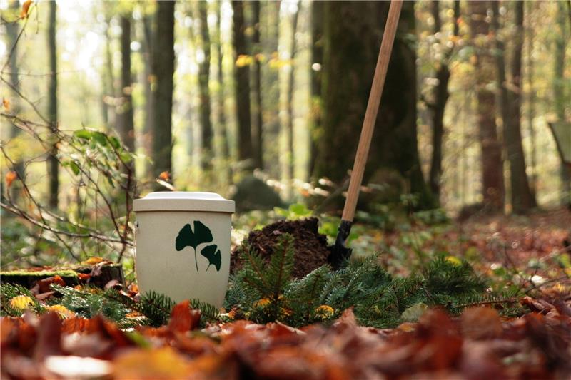 Friedwald bei Spaziergang kennenlernen Buxtehuder Friedwald.