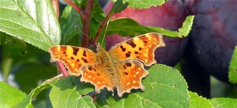 C-Falter, ein Schmetterling aus der Edelfalter-Familie. Fotos Dr. Wolfram Klein / Obstbauzentrum Esteburg