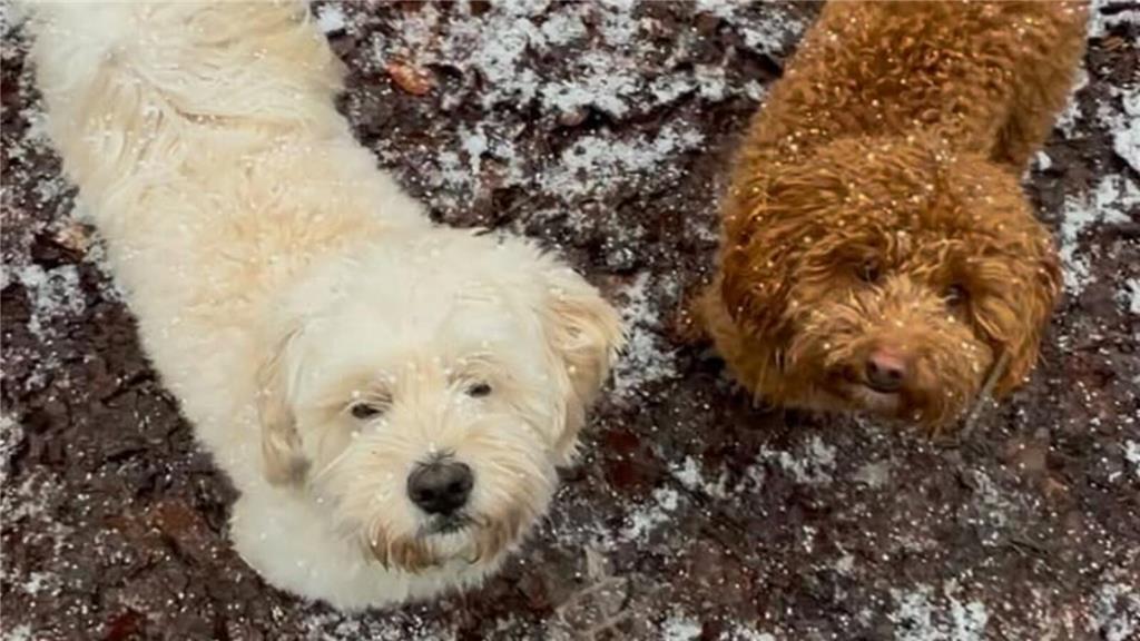 Calle und Carlo haben einen eigenen Instagram-Account und sollen regelrechte Sch...