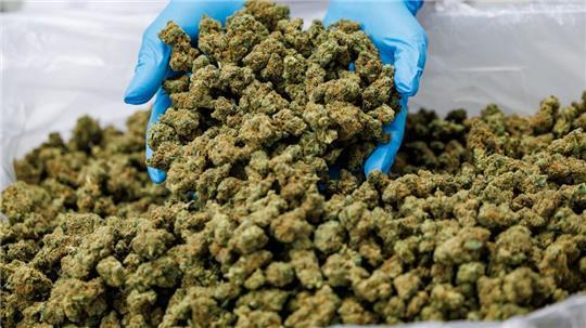 Cannabis-Blüten werden schon lange für medizinische Zwecke geerntet. (Archivbild)