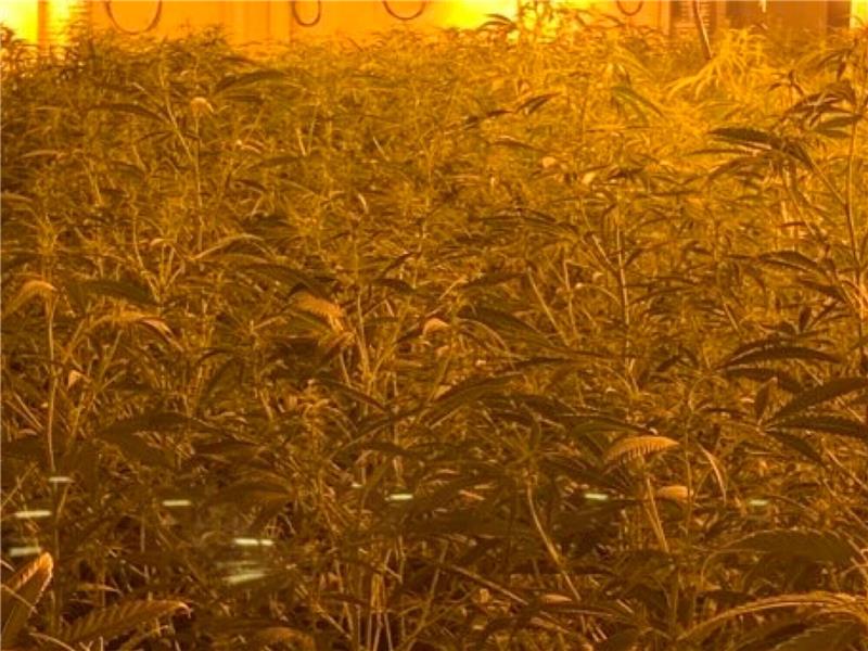 Riesiger Drogenfund beschäftigt 350 Polizisten vier Tage lang Cannabis-Pflanzen soweit das Auge reicht. Foto: Polizeiinspektion Goslar