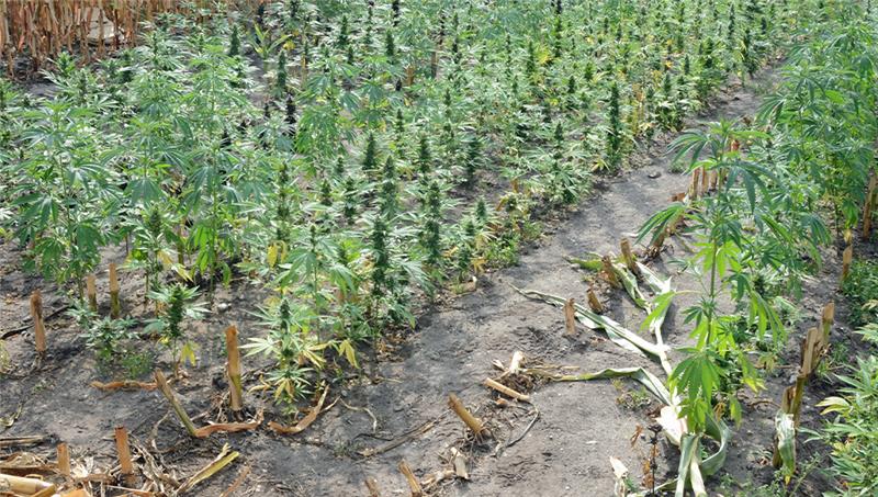 Cannabis-Plantage in Hollenseht (Landkreis Cuxhaven) entdeckt. Foto: Polizei