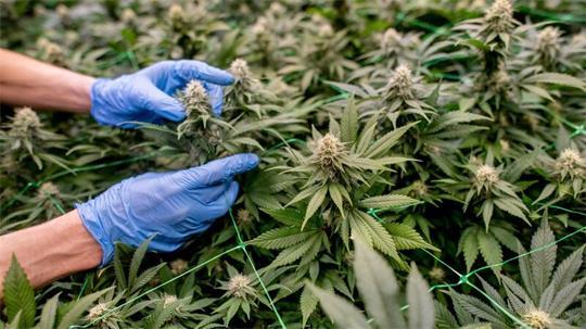 Cannabis darf in Deutschland in Vereinen angebaut werden. (Archivbild)